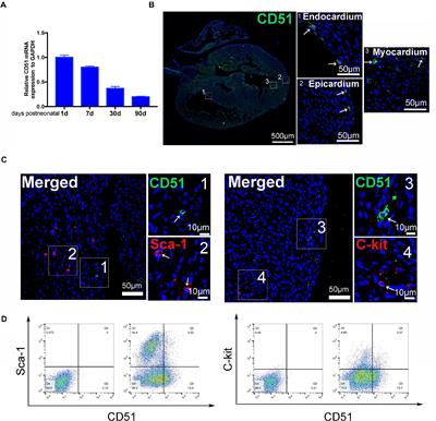 Cardiac Derived CD51-Positive Mesenchymal Stem Cells Enhance the Cardiac Repair Through SCF-Mediated Angiogenesis in Mice With Myocardial Infarction